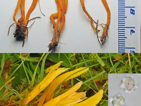 Goldgelbe Wiesenkeule (Clavulinopsis helvola)