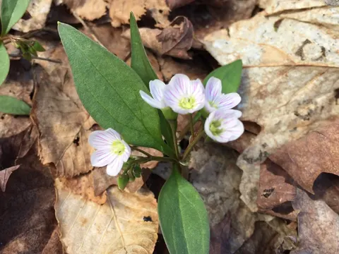 Schönblüte