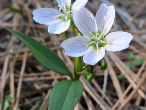 Spring Beauty (Claytonia lanceolata)