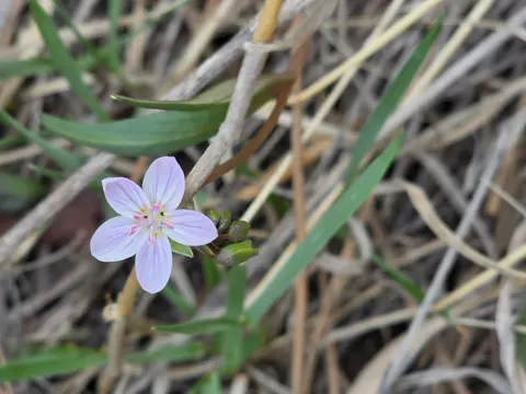 Rosy Spring Beauty