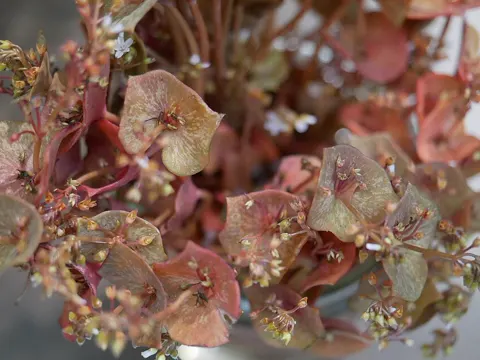 Red Claytonia (Claytonia rubra)