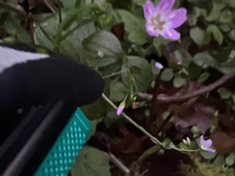Sibirische Frühlingschönheit