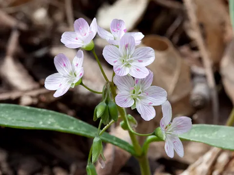 Schlangenblume