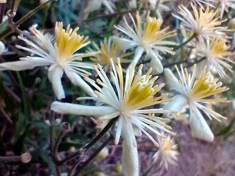 Wiesen-Waldrebe (Clematis campestris)