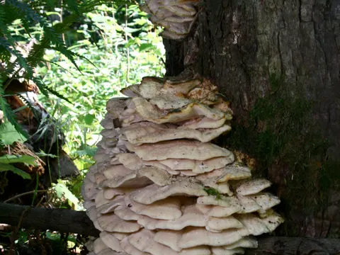 Nördlicher Stachelseitling (Climacodon septentrionalis)