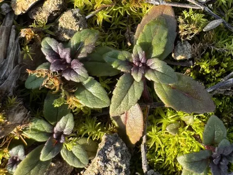 Feld-Steinquendel (Clinopodium acinos)