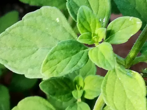 Kleinblütige Bergminze (Clinopodium nepeta)