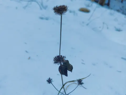 Wild Basil
