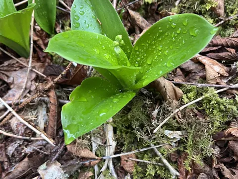 Clintonia borealis