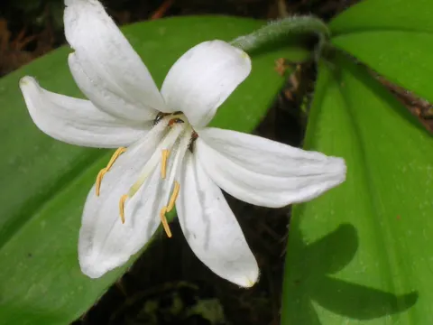 Einblütige Clintonie (Clintonia uniflora)