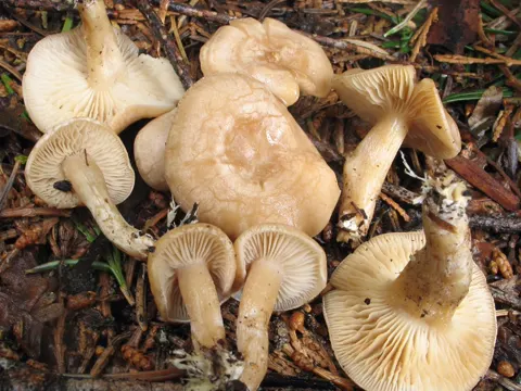 Weißwurzelnder Trichterling (Clitocybe albirhiza)