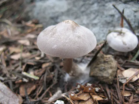Gletscher-Trichterling (Clitocybe glacialis)
