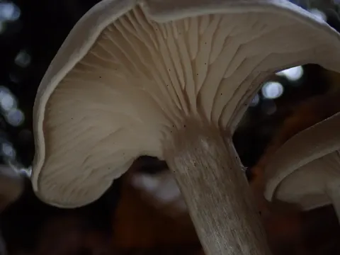 Staubfüßiger Trichterling (Clitocybe metachroa)