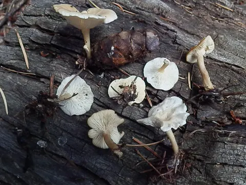 Bleiweißer Trichterling (Clitocybe phyllophila)