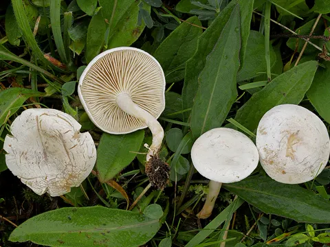 Rinnigbereifter Trichterling (Clitocybe rivulosa)