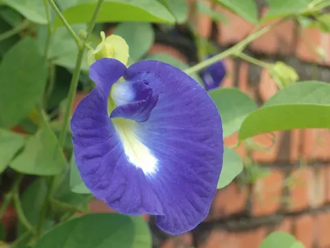 Schmetterlingserbse (Clitoria ternatea)