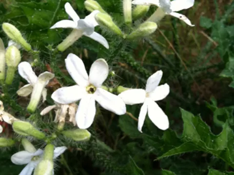 Texas-Brennnessel (Cnidoscolus texanus)