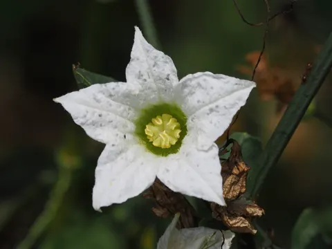 Efeu-Kürbis (Coccinia grandis)