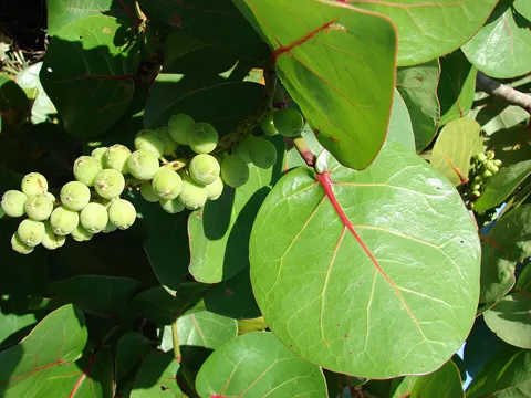 Sea Grape (Coccoloba uvifera)