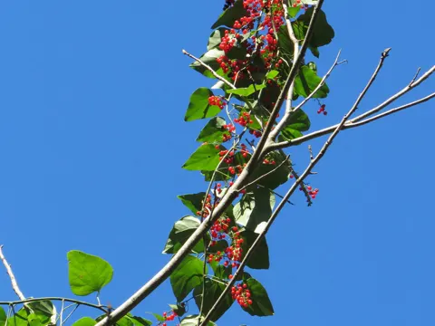 Carolina-Korallenbeere (Cocculus carolinus)