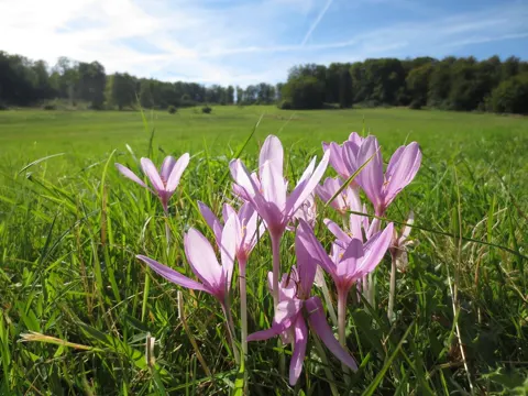 Colchicum autumnale (Colchicum autumnale)
