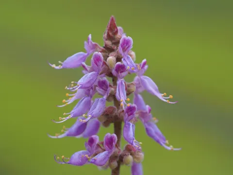 Indischer Borretsch (Coleus amboinicus)