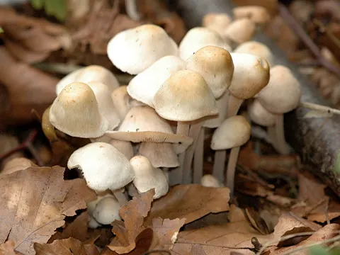 Knopfstieliger Rübling (Collybiopsis confluens)