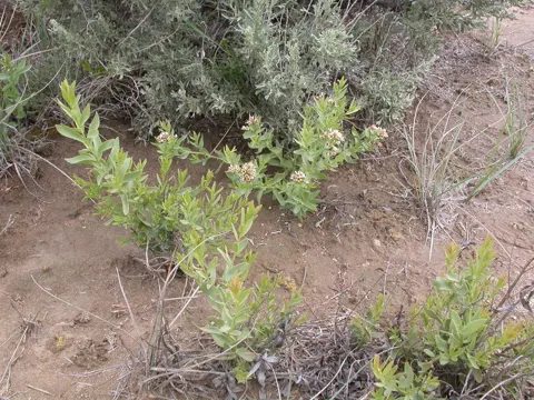 Flachs-Bastard (Comandra umbellata)
