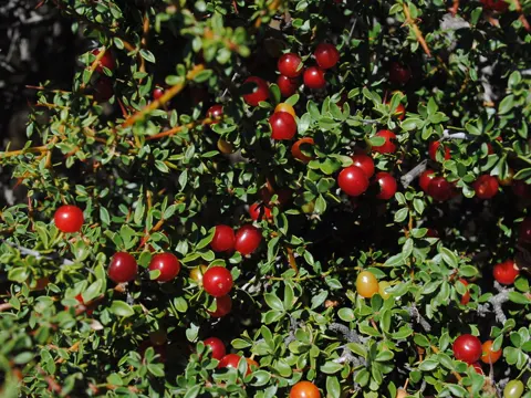 Condalia microphylla (Condalia microphylla)