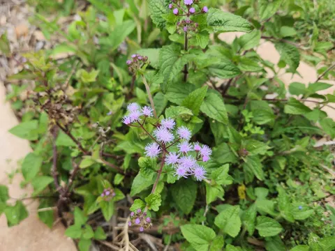 Himmelblaue Eupatorium