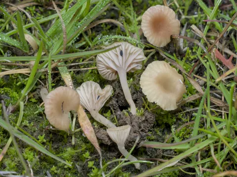 Rosa Zwergschwindling (Contumyces rosellus)