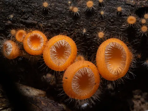 Cookeina tricholoma (Cookeina tricholoma)