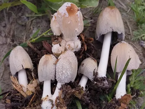 Shaggy Ink Cap (Coprinellus comatus)