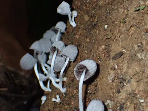 Fairy Inkcap