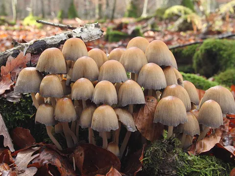 mica cap