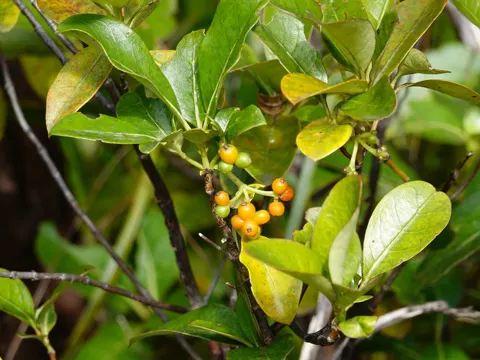 Coprosma lucida (Coprosma lucida)