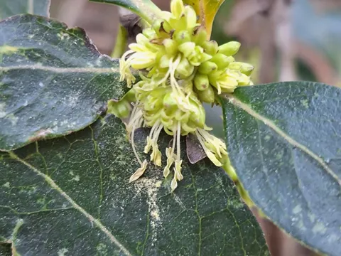 Coprosma robusta (Coprosma robusta)