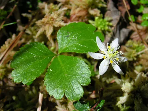 Coptis trifolia