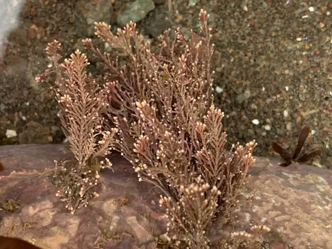 Coralline Algae (Corallina officinalis)