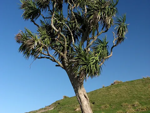 Ti Kouka (Cordyline australis)
