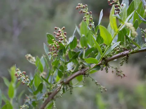 Myrtenblättrige Giftbeere (Coriaria myrtifolia)