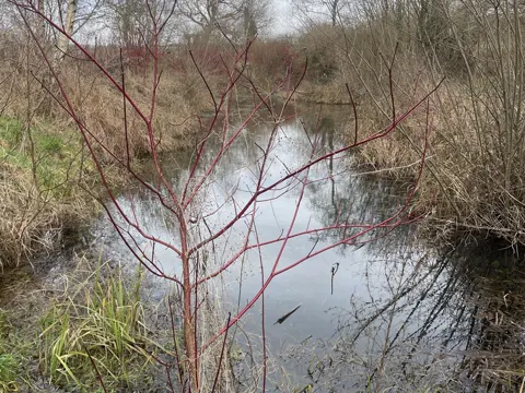 Red-twig Dogwood