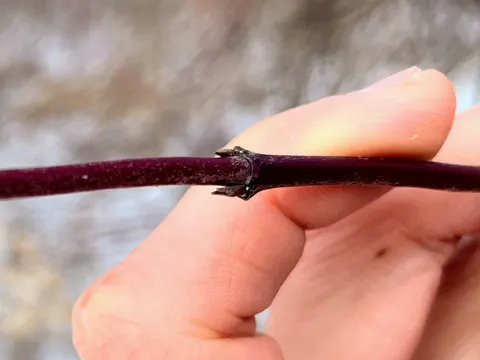 Roter Hartriegel