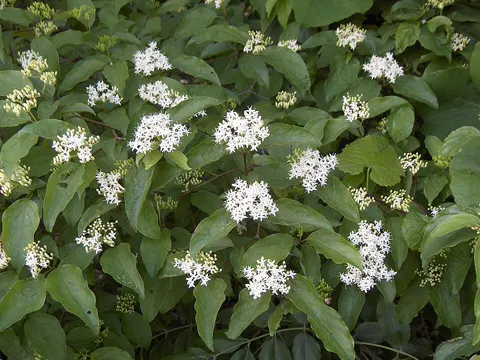 Cornus drummondii