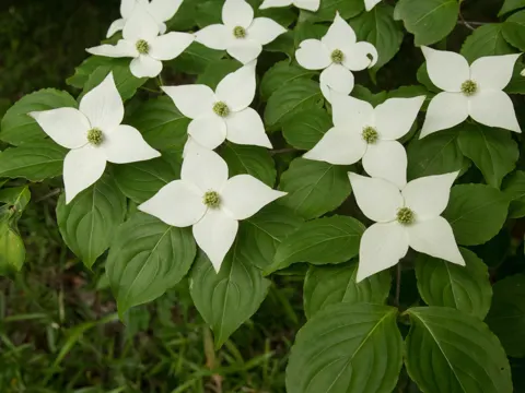 Japanischer Blumen-Hartriegel (Cornus kousa)