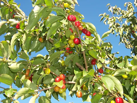 Cornelian Cherry