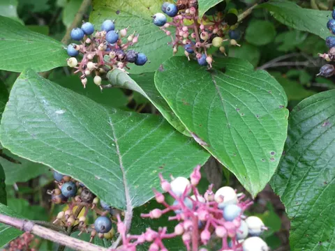 Rundblättriger Hartriegel (Cornus rugosa)