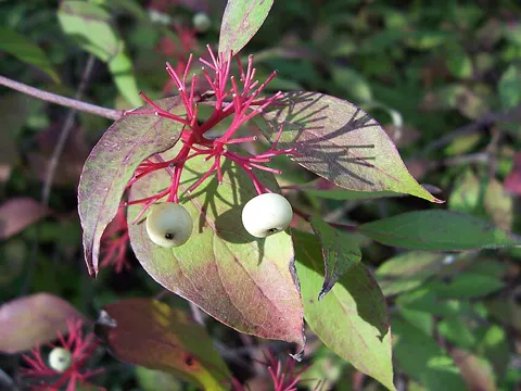 Red-osier Dogwood