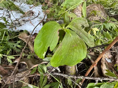 Bunchberry (Cornus unalaschkensis)