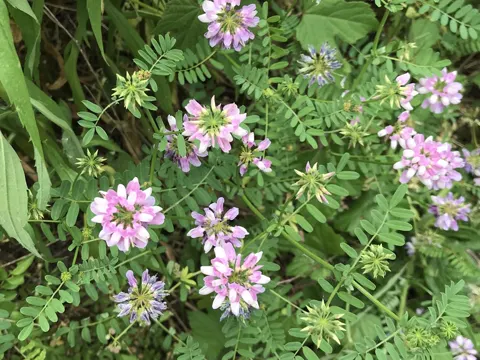 Bunte Kronwicke (Coronilla varia)